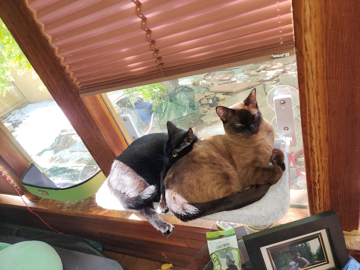 Nataya's tweet photo. Evening #Inners
It's that time, pull up a stool, order your favorite beverage and stay awhile #Loki #Freya #TheKids #BondedSibs #MomentOfShelby #TacoTuesday
#BigBee https://t.co/odf1Aq6h3V