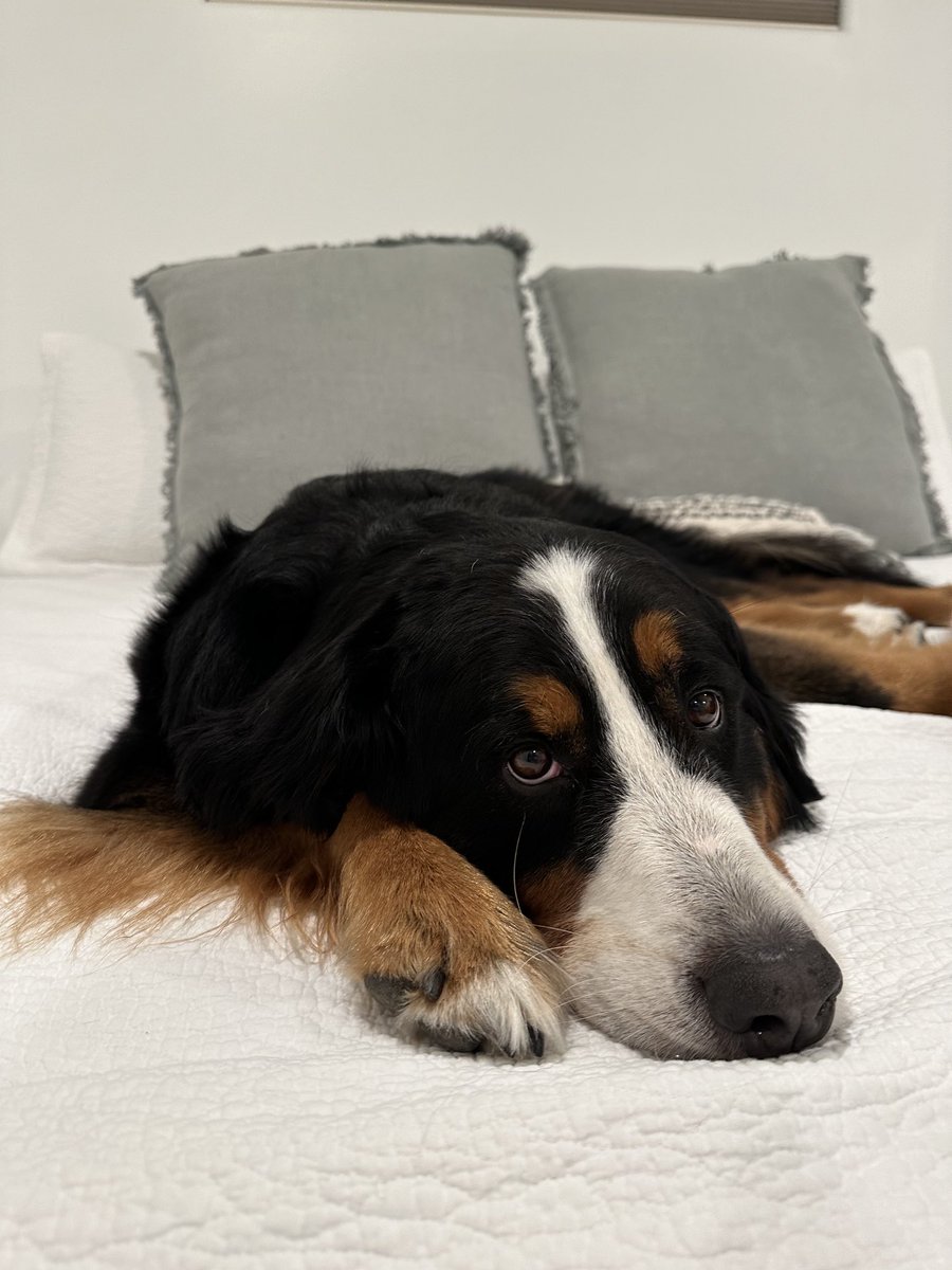 LittleDenene's tweet photo. Dreaming of snow
#doublecoat #dogsofx #snowdog https://t.co/Ii6zloUido