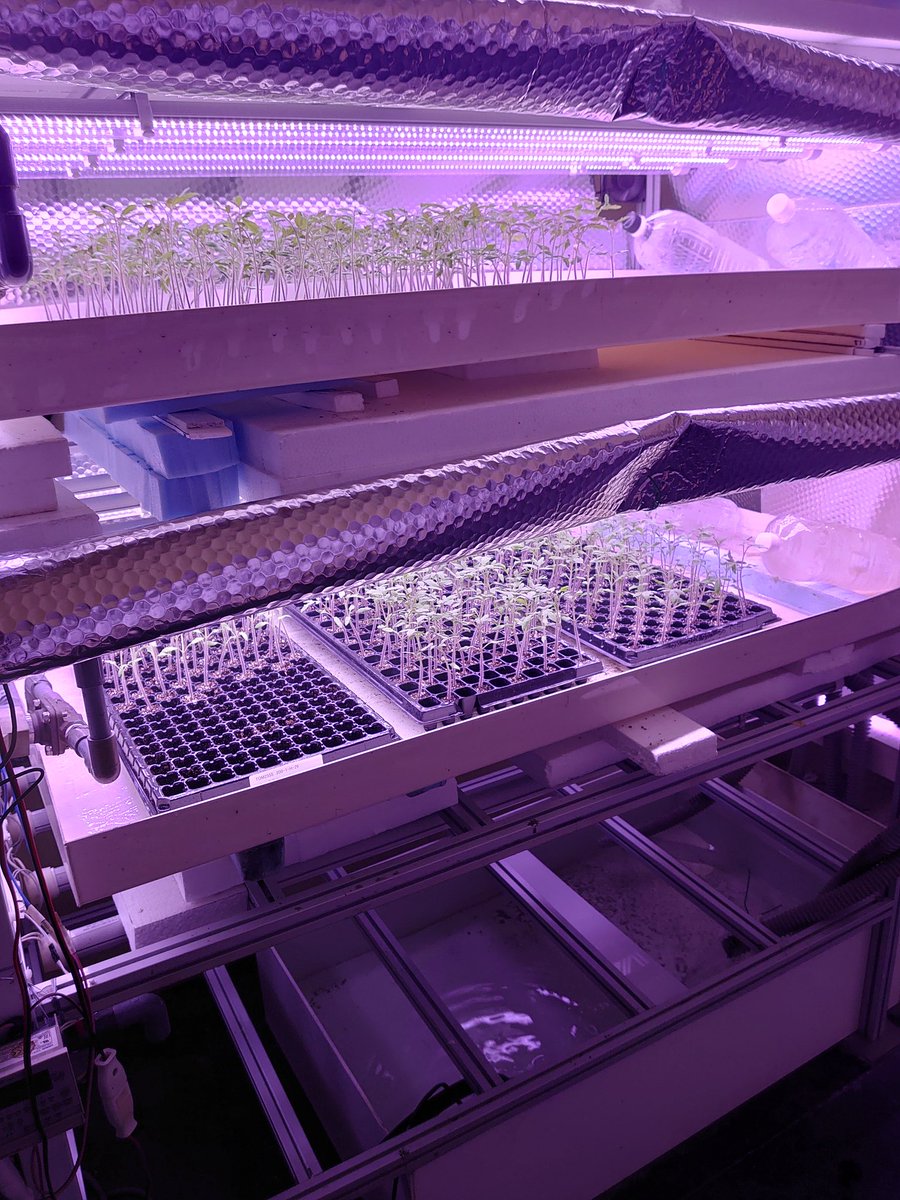 PPFD1500's tweet photo. 自作のエブアンドフロー装置で来週に定植するトマト苗の二次育苗。
1時間おきに8分だけ給液します。

こういう工作できる学生を募集中。 https://t.co/N6hrhRwGPU