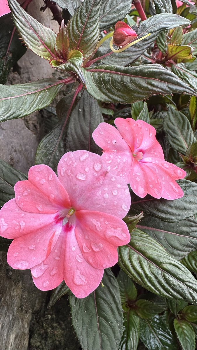 Cister09's tweet photo. #BeautyPhotography #CaptureBeauty #VisualArt #AestheticShots #PhotoMagic #BeautyInFocus #StunningViews #PhotographersLife #ArtOfPhotography #Flowers https://t.co/eiRsjCwOqv