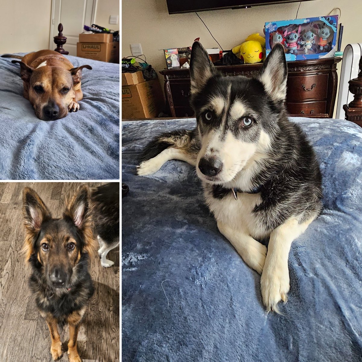 BxAJade's tweet photo. @ADCARTATTACK Here's my crew, Maya is the pitbull &amp; beagle mix, Titan is the German Shepard, &amp; Sol is the Husky. 🐾🐶💜 https://t.co/LTYrg8ZVqo