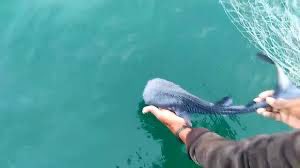 This photograph is of a juvenile whale shark that was released in India. It’s from a YouTube video. Isn’t it crazy to think that the world‘s largest fish is also this small?