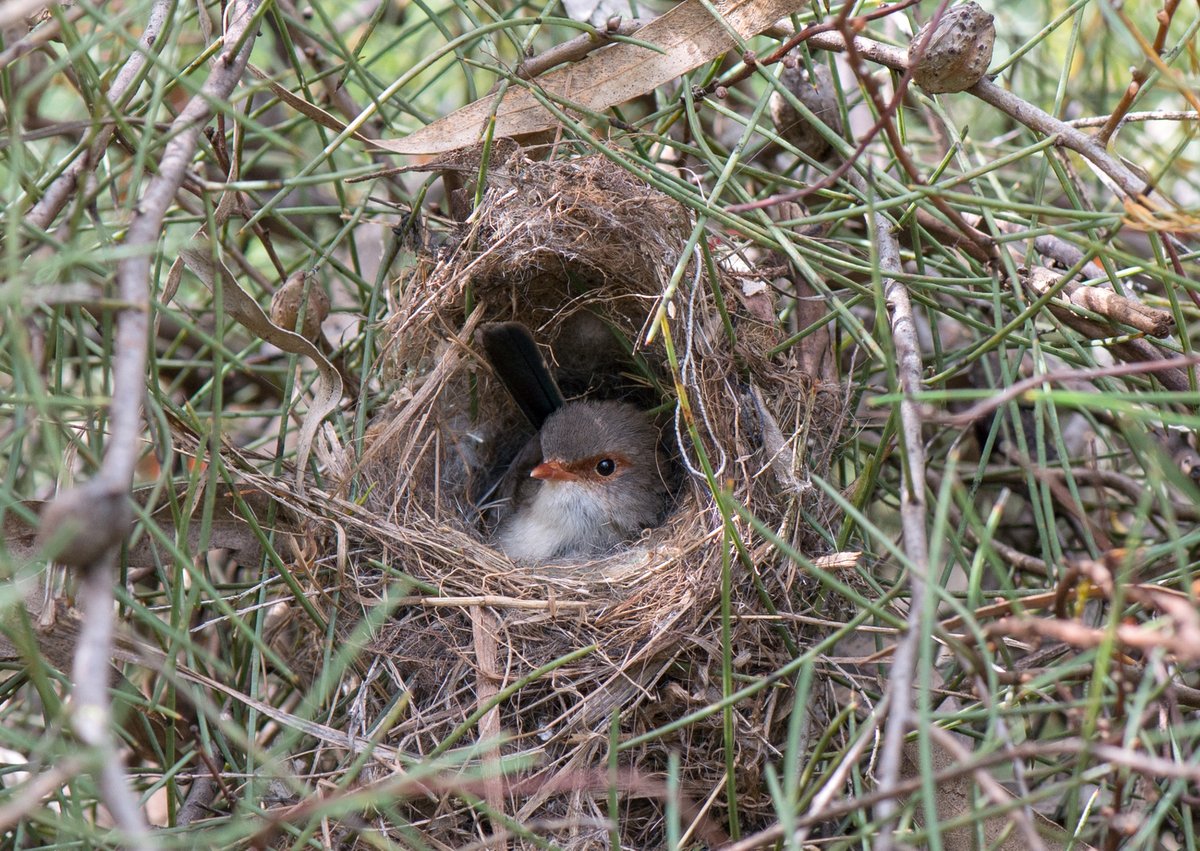 Dr. Vicky Austin (@avianbehaviour) on Twitter photo Excited to share our new paper "Maternal in-nest call structure reduces habituation risk in songbird embryos" - out now in <a href="/AvianBiology/">J. of Avian Biology</a>! Well done team <a href="/BirdLabFlinders/">Sonia Kleindorfer</a> ! Photo credit: Sonia Kleindorfer nsojournals.onlinelibrary.wiley.com/doi/10.1111/ja⦠#ornithology #femalebirds #fairywrens #birdsong Excited to share our new paper "Maternal in-nest call structure reduces habituation risk in songbird embryos" - out now in <a href="/AvianBiology/">J. of Avian Biology</a>! Well done team <a href="/BirdLabFlinders/">Sonia Kleindorfer</a> ! Photo credit: Sonia Kleindorfer nsojournals.onlinelibrary.wiley.com/doi/10.1111/ja⦠#ornithology #femalebirds #fairywrens #birdsong