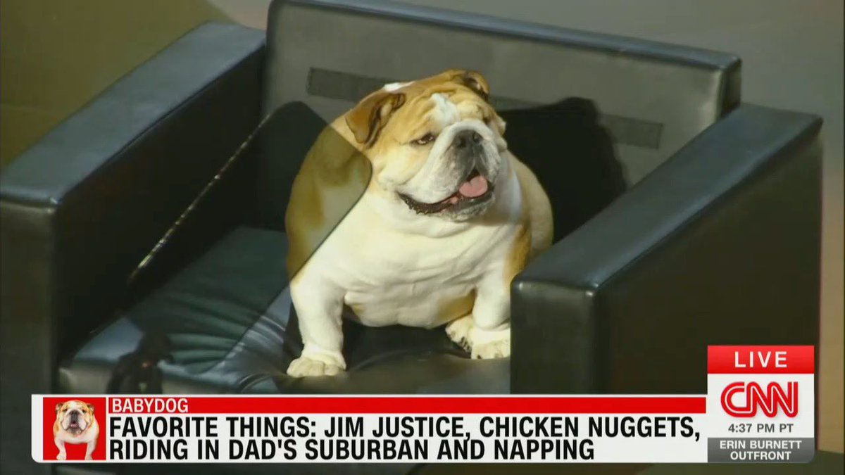 nikki mccann ramírez tweet media