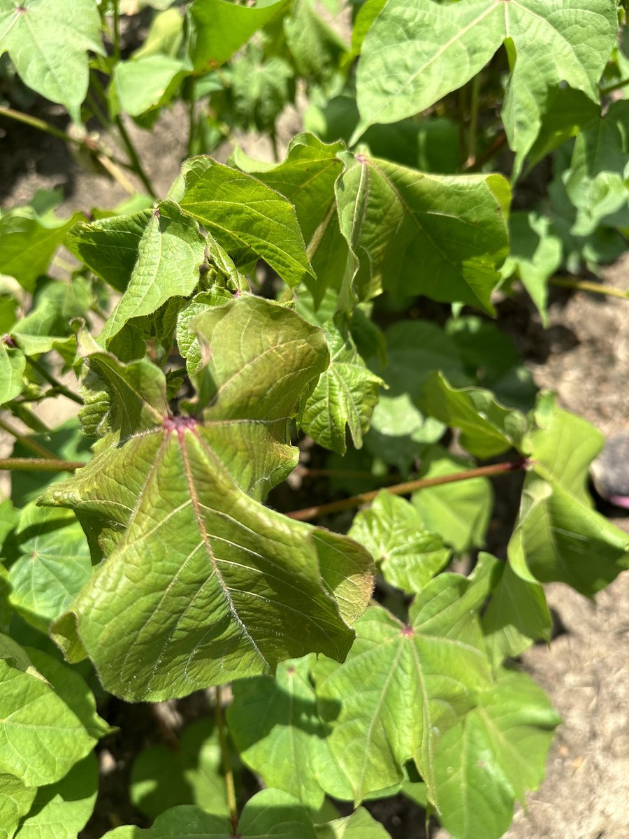 bobkemerait's tweet photo. Getting beaucoup calls about this in GA cotton. 25 years ago I would have called it “bronze wilt”; today I call it symptoms of cotton leaf roll dwarf virus.  Found across varieties, but more severe in some varieties, we seek to understand why so much so early this year. UGA EXT https://t.co/LmEONfVKBW