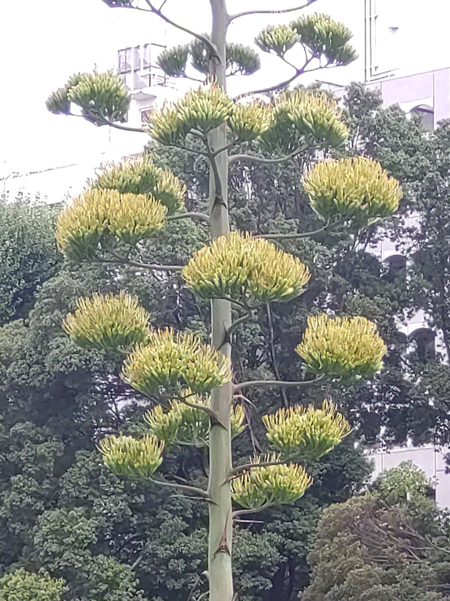 hiroet2's tweet photo. アオノリュウゼツランが咲きました。

#新宿御苑 https://t.co/nwsraJ2JRv