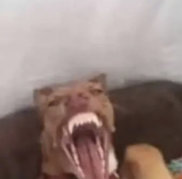 tojisfanatic's tweet image. don't expect maturity from me when this panel is animated