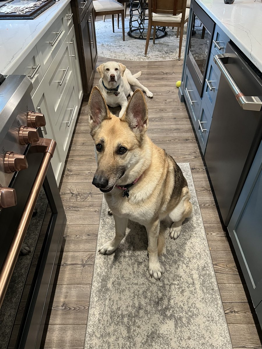 DonnerNicholas's tweet photo. If you ever need an engaged audience, cut steak and talk about your next book idea. They are truly enthralled with my next manuscript. I just know it. #dogs #writerscommunity https://t.co/wkME0bf0Iq