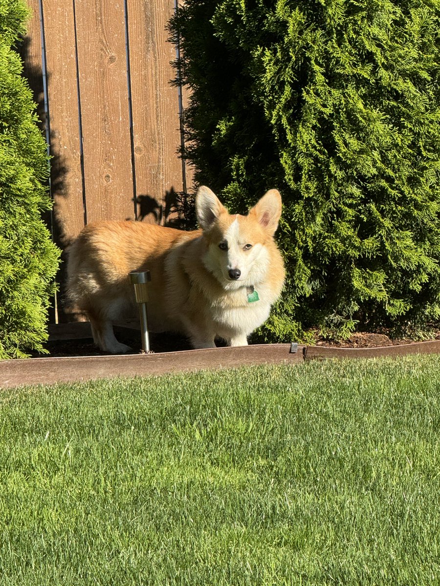BenedictCorgi's tweet photo. Side eye? How about stink eye? Hoomun, I won’t go anywhere! That squirrel is out here! #CorgiCrew https://t.co/gRjAUvUCeB