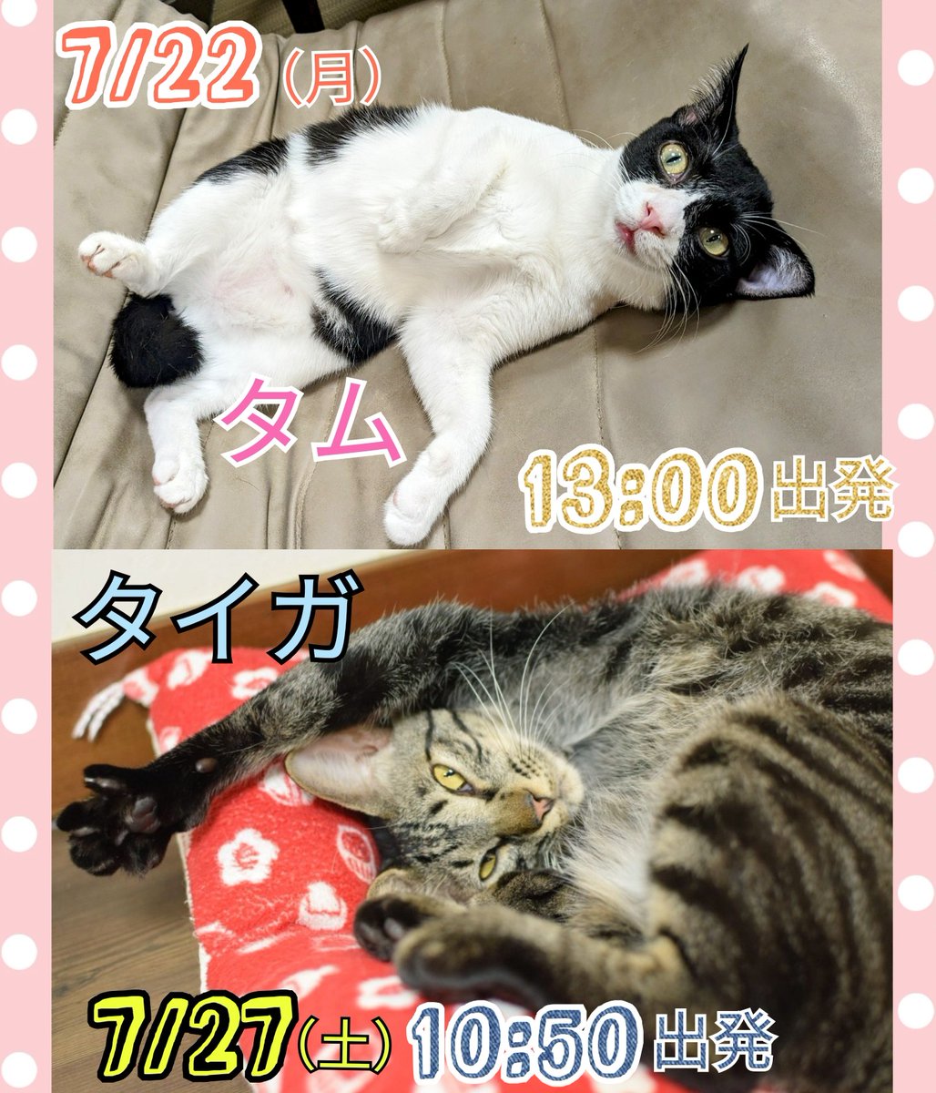 calicomusashino's tweet image. 🌸７•８月トライアルのお知らせ🌸
🌻タム7/22（月）13:00出発
🌻タイガ7/27（土）10:50出発

🌺エレン8/3（土）10:50出発
🌺マロ　8/4（日）10:50出発

みんな今よりもっと幸せになってね✨
ぜひエールを送りに来て下さい🤗
#きゃりこ吉祥寺
#タム　#タイガ　#エレン　#マロ
#トライアルおめでとう