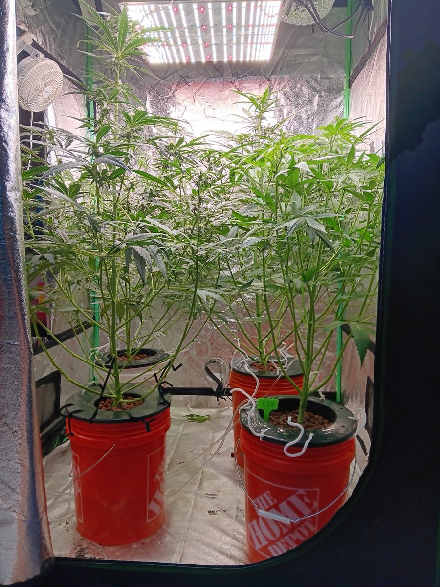 RunZwithDooBiEs's tweet photo. My jankity ass DWC is pushing some flowers. #Grateful #DangItsHot https://t.co/HmLug5wJnp