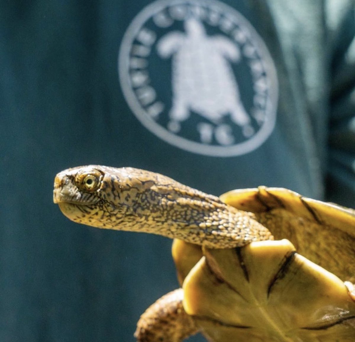 turtletweets's tweet photo. The Southern Pacific Pond Turtle is the only native species of aquatic turtle in the state of Southern California, where it is listed a Species of Special Concern. Turtle Conservancy is proud to protect populations of Southern Pacific Pond Turtles in Ventura County, California. https://t.co/WVERIqPyhY
