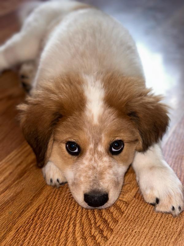 bwwlc420's tweet image. #PetsForBiden