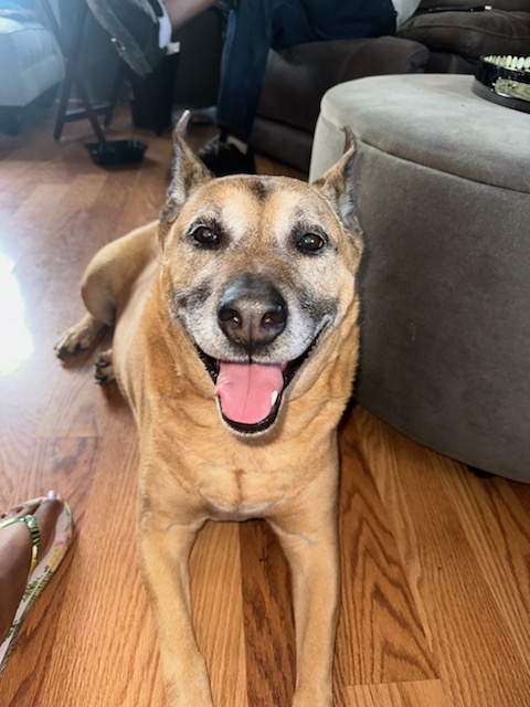 bwwlc420's tweet image. #PetsForBiden