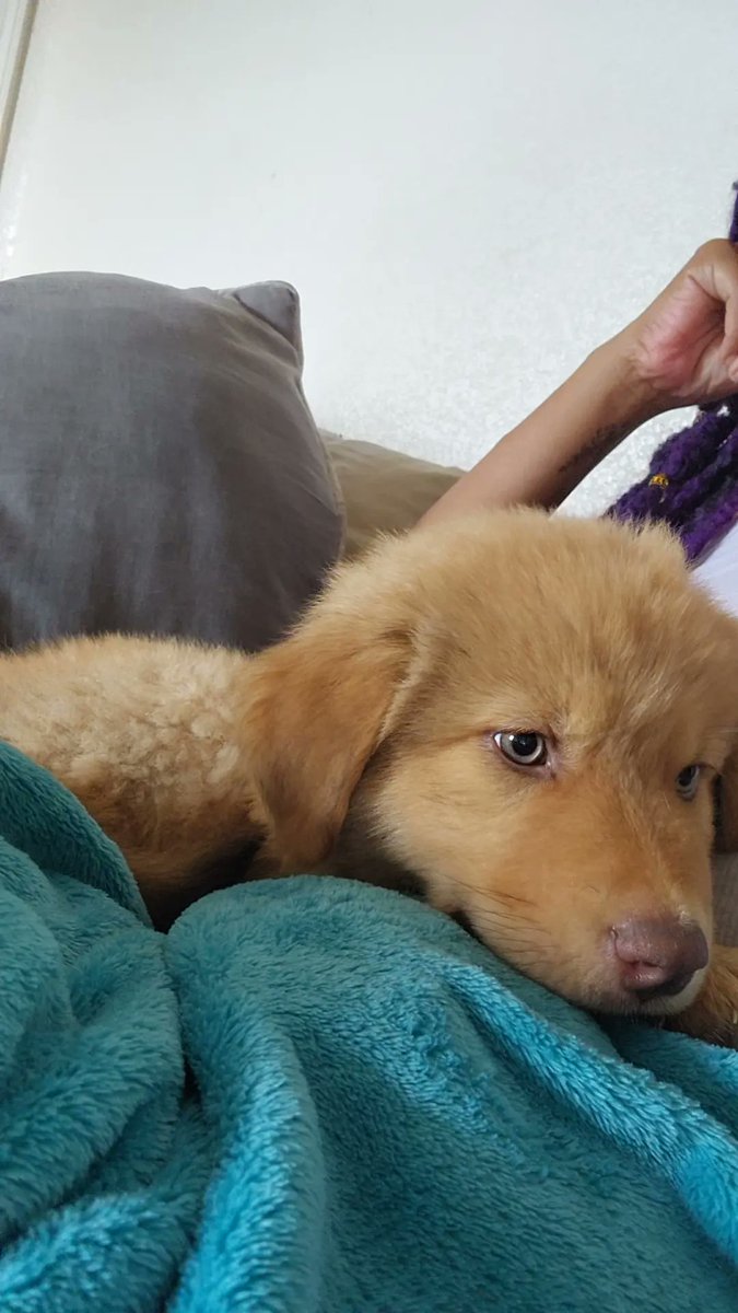 bwwlc420's tweet image. #PetsForBiden