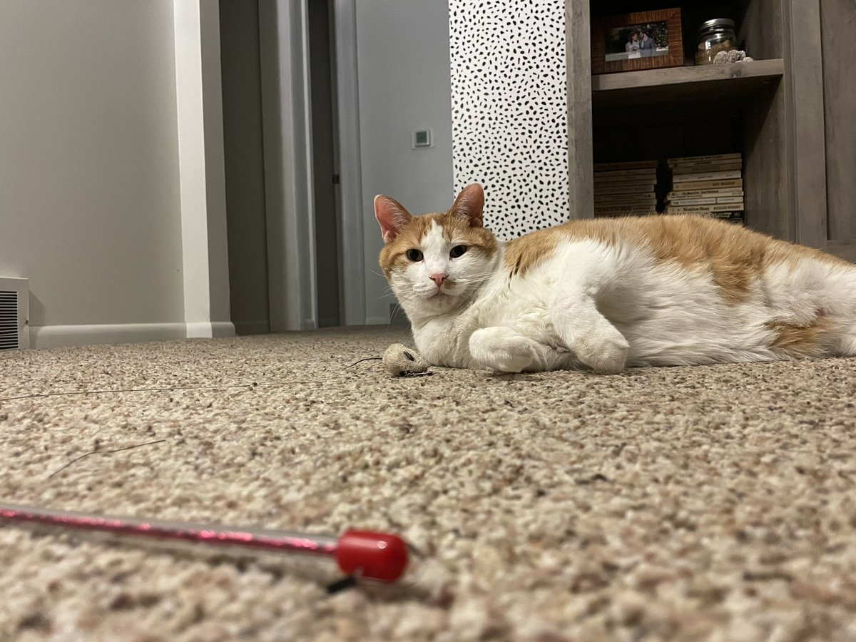 Boy, did I ever love Ziggy. ♥️ Make sure to test for diabetes with your pet before a vet administrates steroids or treatment. Brought my boy in because I wanted him to enjoy playing w his mouse toy and his gums looked red. Rushed treatment killed him.