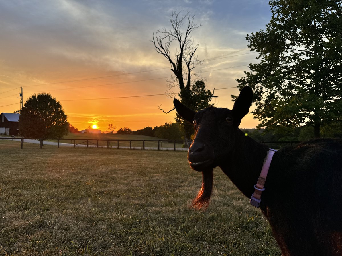_agronomiss's tweet photo. Betty and Bambi would like to nominate our farm as having some of the best sunsets in the county. Maybe in the state 🌅 https://t.co/qZeVErGphZ