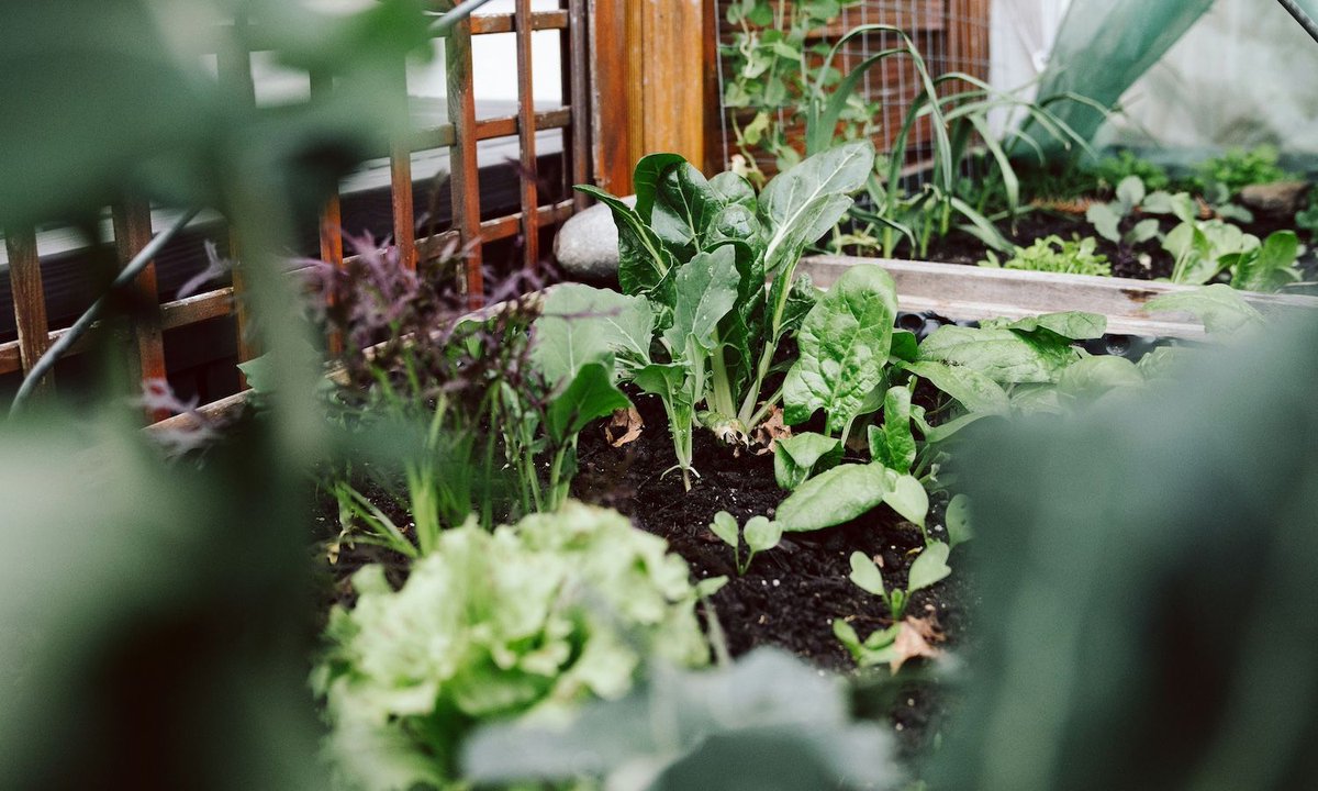 "FoodPrints: Cultivating Healthy Futures in D.C. Schools" buff.ly/4bSF1ax