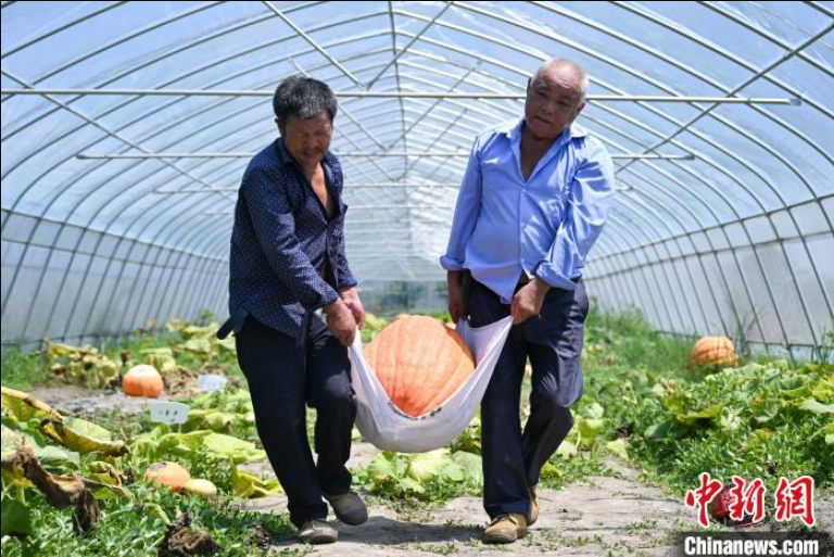 ChinaScience's tweet photo. Giant pumpkins grown from seeds bred in space welcomed a bumper harvest recently in Hangzhou, east China's Zhejiang, with the heaviest reaching 55 kilograms. #SpaceBreeding #SpaceChina https://t.co/rucbVWGJME