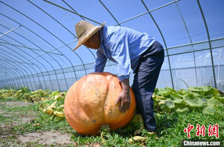 ChinaScience's tweet photo. Giant pumpkins grown from seeds bred in space welcomed a bumper harvest recently in Hangzhou, east China's Zhejiang, with the heaviest reaching 55 kilograms. #SpaceBreeding #SpaceChina https://t.co/rucbVWGJME