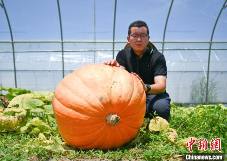 ChinaScience's tweet photo. Giant pumpkins grown from seeds bred in space welcomed a bumper harvest recently in Hangzhou, east China's Zhejiang, with the heaviest reaching 55 kilograms. #SpaceBreeding #SpaceChina https://t.co/rucbVWGJME