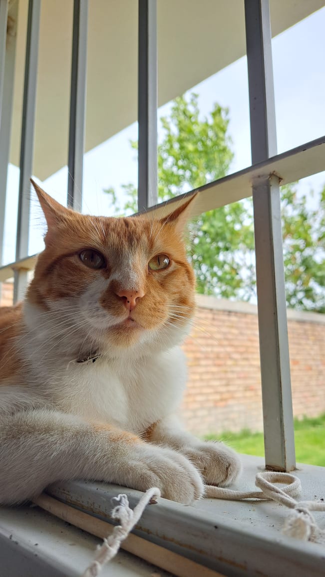 AlmironSofi's tweet photo. Hola, sigo buscando a Hilario!🙏🏼 Se extravío en barrio amppya, cerca de Martin de Loyola. Se fue muy asustado, agradezco difusión! Lo extraño un montón 🥺 https://t.co/ig0uq2k3qy