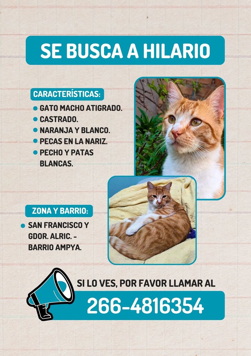 AlmironSofi's tweet photo. Hola, sigo buscando a Hilario!🙏🏼 Se extravío en barrio amppya, cerca de Martin de Loyola. Se fue muy asustado, agradezco difusión! Lo extraño un montón 🥺 https://t.co/ig0uq2k3qy