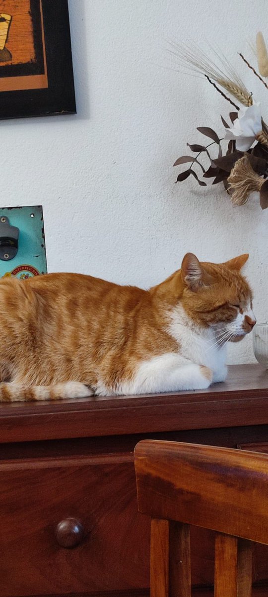AlmironSofi's tweet photo. Hola, sigo buscando a Hilario!🙏🏼 Se extravío en barrio amppya, cerca de Martin de Loyola. Se fue muy asustado, agradezco difusión! Lo extraño un montón 🥺 https://t.co/ig0uq2k3qy