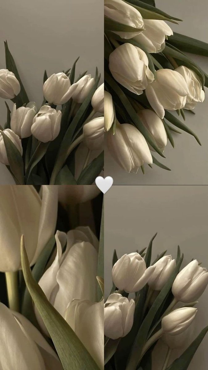 White tulips