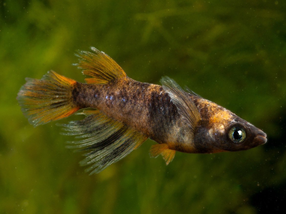 GSpso1YaUAASWbb.jpg?format=jpg