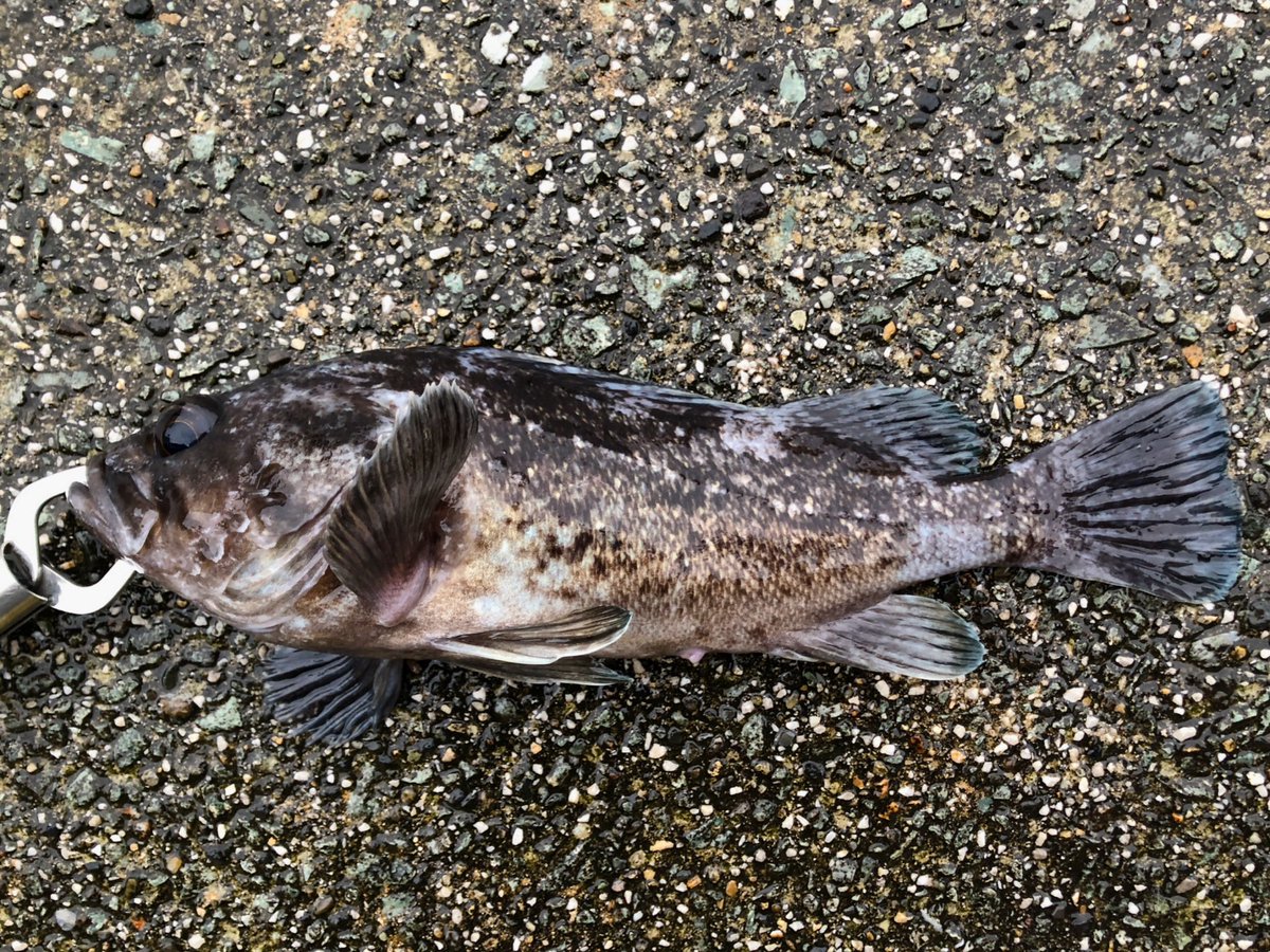 ロックフィッシュの見分け方、とりあえず１つ覚えられた☺️ クロソイは目の下のトゲが3本で、ムラソイはないorあっても１〜２本で、キツネとタヌキはトゲの凹凸が小さいらしい🐟 ちゃんと3本あって感激！✨ 
#釣り
#釣り女子
#釣りスタグラム
#釣り好きな人と繋がりたい
#釣り好き
#釣りガール