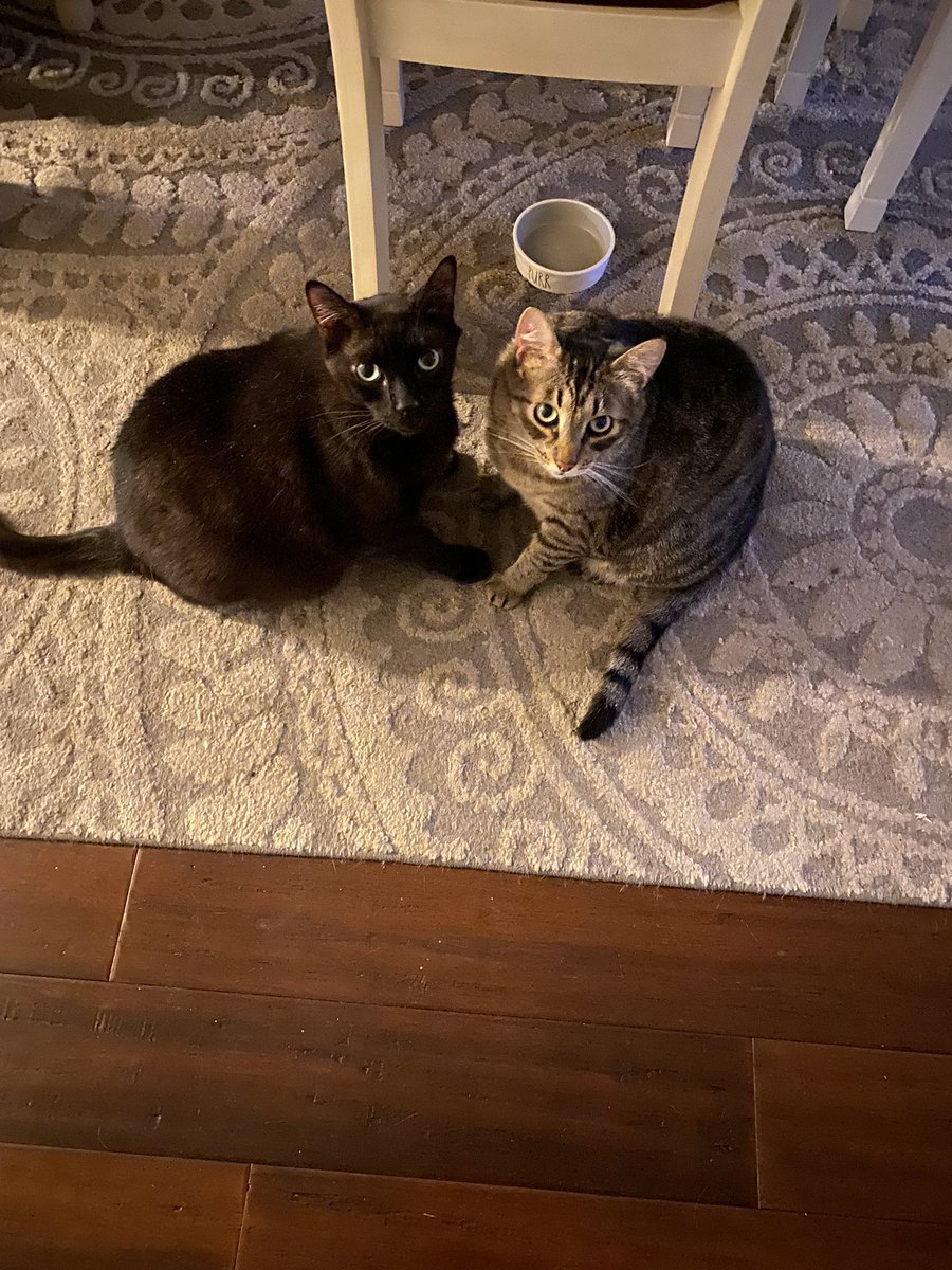 It’s been a while, so here is a picture of Orion and Hermes.