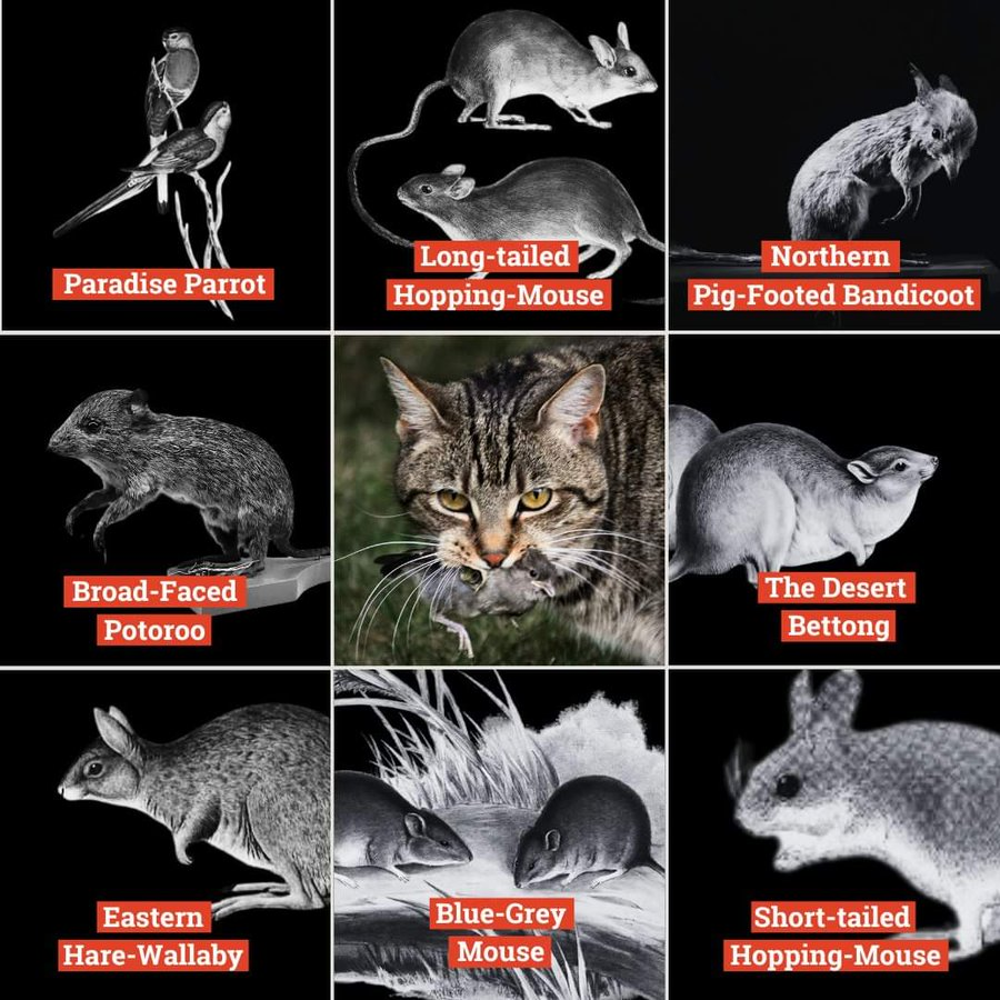 Australia's a lot quieter than it used to be.
Feral &amp; roaming pet cats have had a HUGE impact on our native wildlife, helping to hunt 27 of our native animals to extinction.
We’ll never again see the Desert Bandicoot or Paradise Parrot. They’re gone: invasives.org.au/blog/meet-the-…
