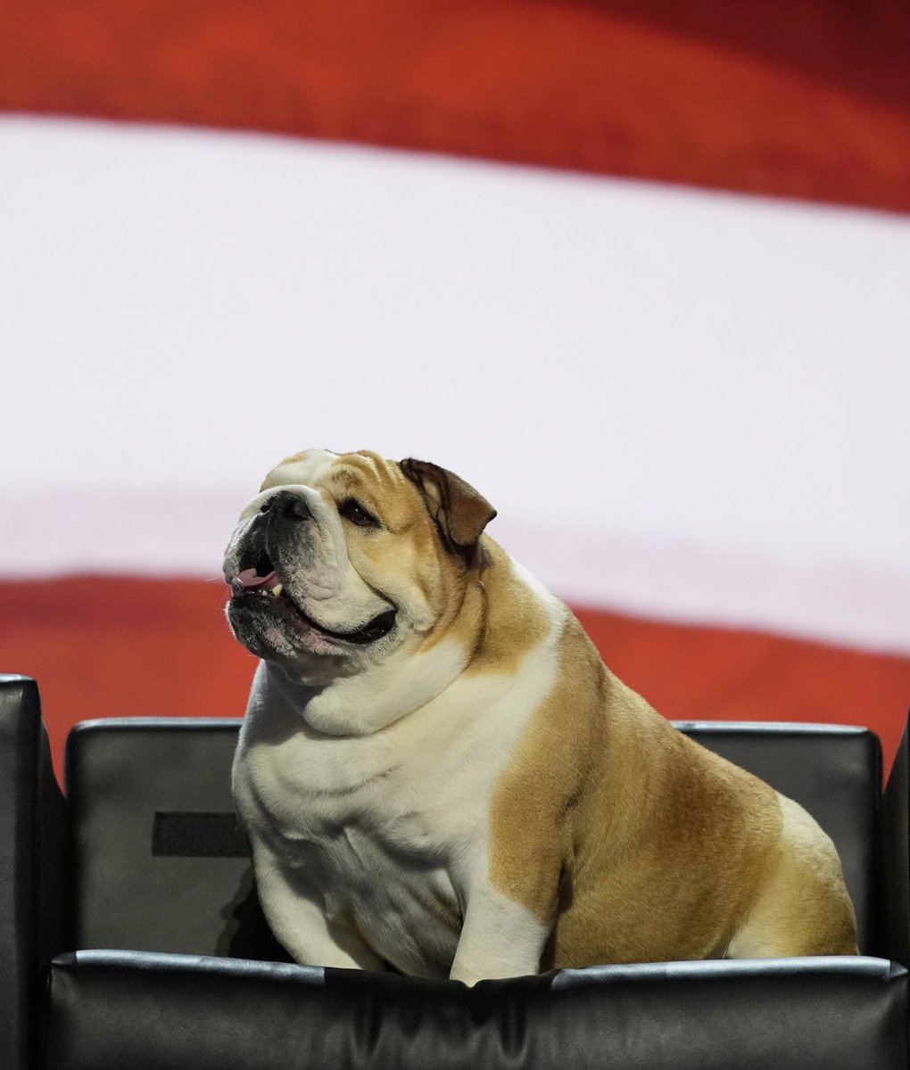 VIEWPAC (@viewpac) on Twitter photo 🐶 If you want a friend in Washington, get a dog… a #BabyDog! Hard not to be civil and decent in the presence of a nonjudgmental pup. #RNC2024 <a href="/BabydogJustice/">Babydog Justice</a> 🐶 If you want a friend in Washington, get a dog… a #BabyDog! Hard not to be civil and decent in the presence of a nonjudgmental pup. #RNC2024 <a href="/BabydogJustice/">Babydog Justice</a>