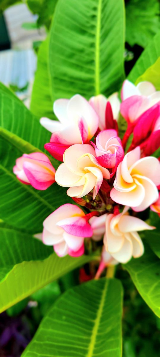 K_emitame's tweet photo. 色とりどりなこの頃の沖縄です🌸

 #花のある暮らし  #沖縄  #プルメリア  #キリトリノセカイ  #ファインダー越しの私の世界  #花で満たされる  #自然が好き  #photography https://t.co/jYsbGfsU5t