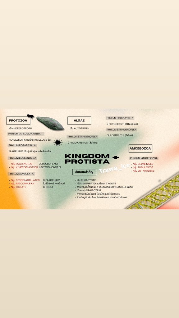 bblossum tweet media