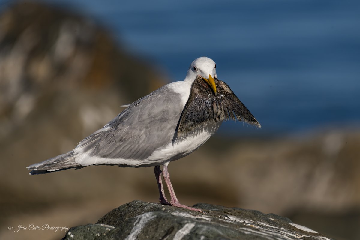 jcollis01's tweet image. Is it Movember yet?
#seagull #fishtail #mustache #movember #campbellriver #vancouverisland #birdsoftwitter #discovercampbellriver #destinationcampbellriver @BirdsofBc