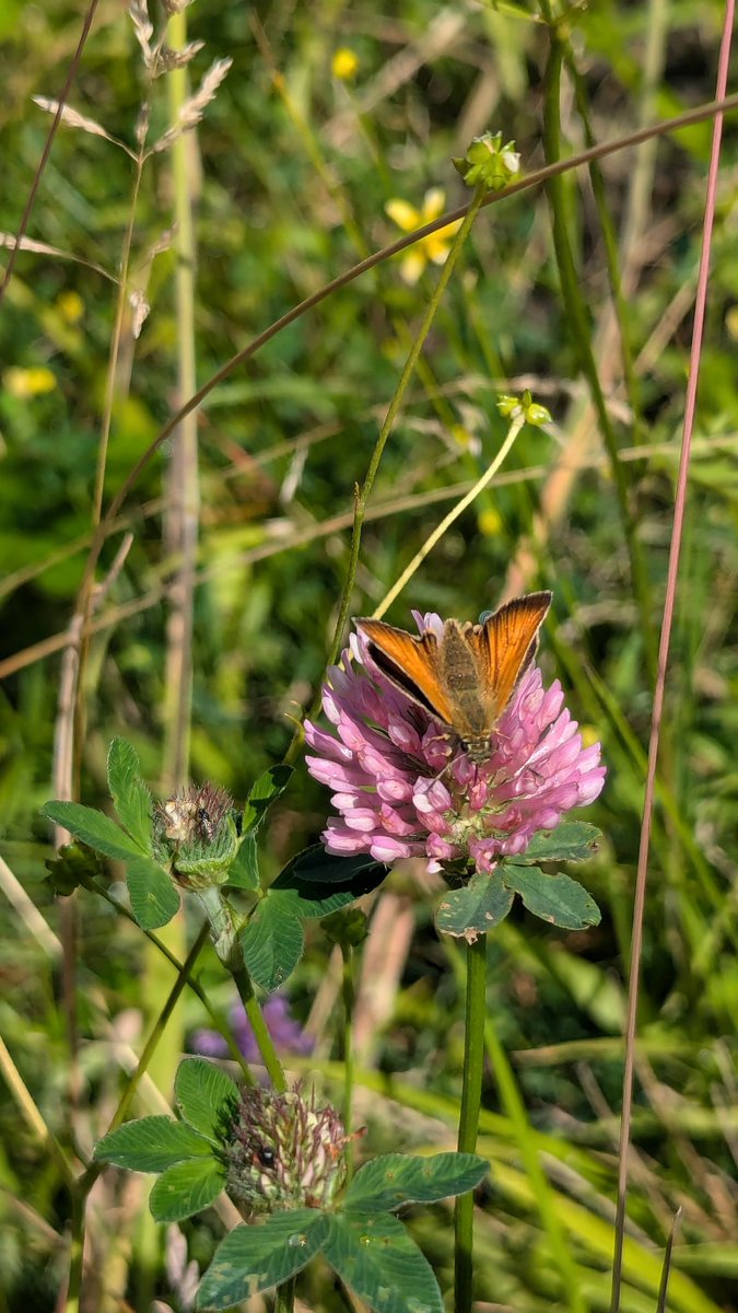 Seen so many of these beautiful small slippers around in Yorkshire this week ❤️ #BigButterflyCount