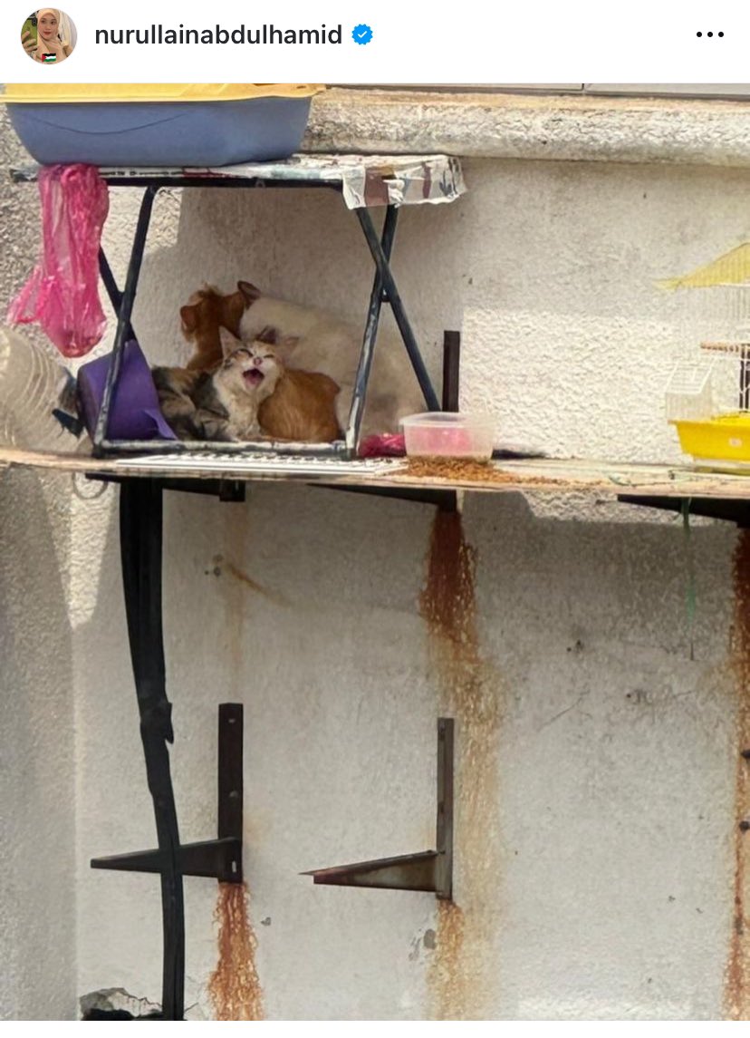 fzzzhr4_'s tweet image. menitik air mata aku tgk post ni. Kenapa korang ni manusia takde hati perasaan ke? Tahap mana kepuasan yang korang dapat bila buat macam ni? Manusia yang dera haiwan mmg cukup celaka hidup dia. Do something lah DVS,janganlah buat senyap je @DVSMalaysia