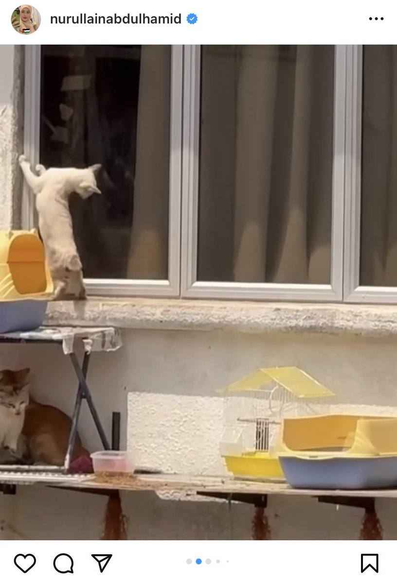 fzzzhr4_'s tweet image. menitik air mata aku tgk post ni. Kenapa korang ni manusia takde hati perasaan ke? Tahap mana kepuasan yang korang dapat bila buat macam ni? Manusia yang dera haiwan mmg cukup celaka hidup dia. Do something lah DVS,janganlah buat senyap je @DVSMalaysia