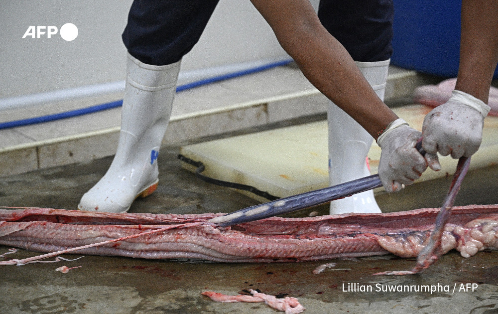 Snakes on a plate: pythons touted as protein alternative.

In a warehouse in Thailand thousands of pythons are being raised for their skins, which are sold to European fashion houses, but some believe the snakes' true value could lie in their meat

u.afp.com/5XM3