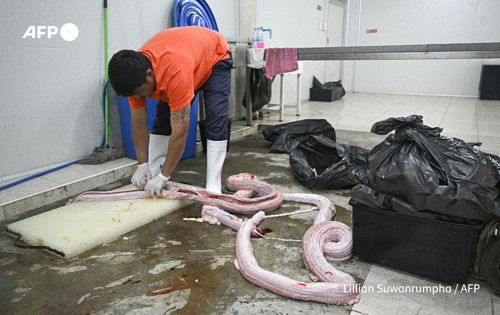 AFP's tweet photo. Snakes on a plate: pythons touted as protein alternative.

In a warehouse in Thailand thousands of pythons are being raised for their skins, which are sold to European fashion houses, but some believe the snakes' true value could lie in their meat

https://t.co/xDKdQsV7vK https://t.co/Xu6jO1N0yb