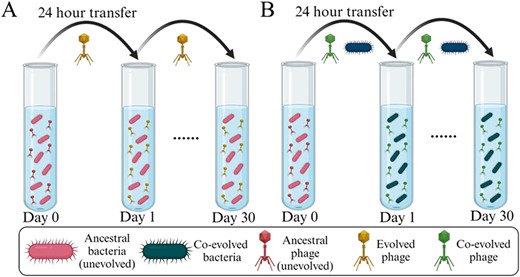 Uli Klümper (@ulikluemper) on Twitter photo Evolutionary and co-evolutionary phage training approaches enhance bacterial suppression and delay the emergence of phage resistance
by <a href="/LymanNgiam/">Lyman Ngiam</a>, K. weynberg, <a href="/gjhua316/">Jianhua Guo</a> in <a href="/ISMEComms/">ISME Communications</a>
academic.oup.com/ismecommun/art⦠Evolutionary and co-evolutionary phage training approaches enhance bacterial suppression and delay the emergence of phage resistance
by <a href="/LymanNgiam/">Lyman Ngiam</a>, K. weynberg, <a href="/gjhua316/">Jianhua Guo</a> in <a href="/ISMEComms/">ISME Communications</a>
academic.oup.com/ismecommun/artā¦