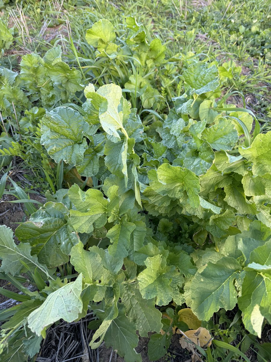 Vetch by its self is shit feed….
