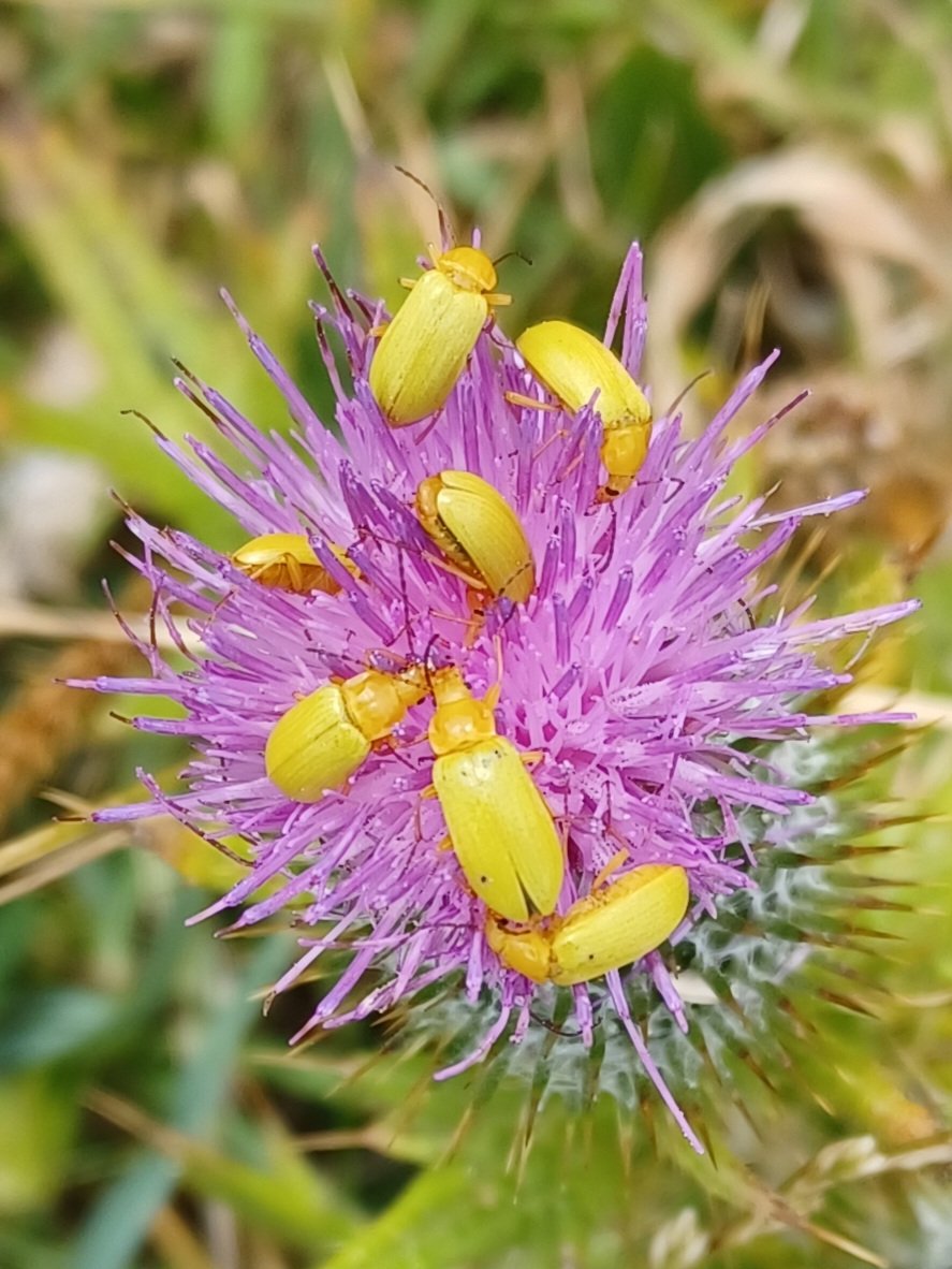 A scuttle of Sulphur Beetles feasting on a thistle <a href="/NTGower/">Gower NT/YG Gwyr</a> <a href="/NearbyWild/">NearbyWild #RewildTheEarth 🍃💚🍃</a> <a href="/buglife/">Osias Meuk</a>