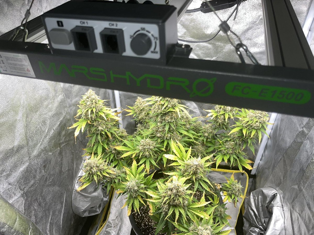 Coco_Pan2022's tweet photo. #MARSHYDRO offers Up to 30% discount #Amazonprimedays products
#FCESERIES #fce4800 480Watt #NEW Version Arrived #fce1500 150watt suit for 2.3×2.3ft grow tent,The planting lights may be diminutive in size
#FCE1500
https://t.co/CV1FlJnren https://t.co/vnmfVH63bf