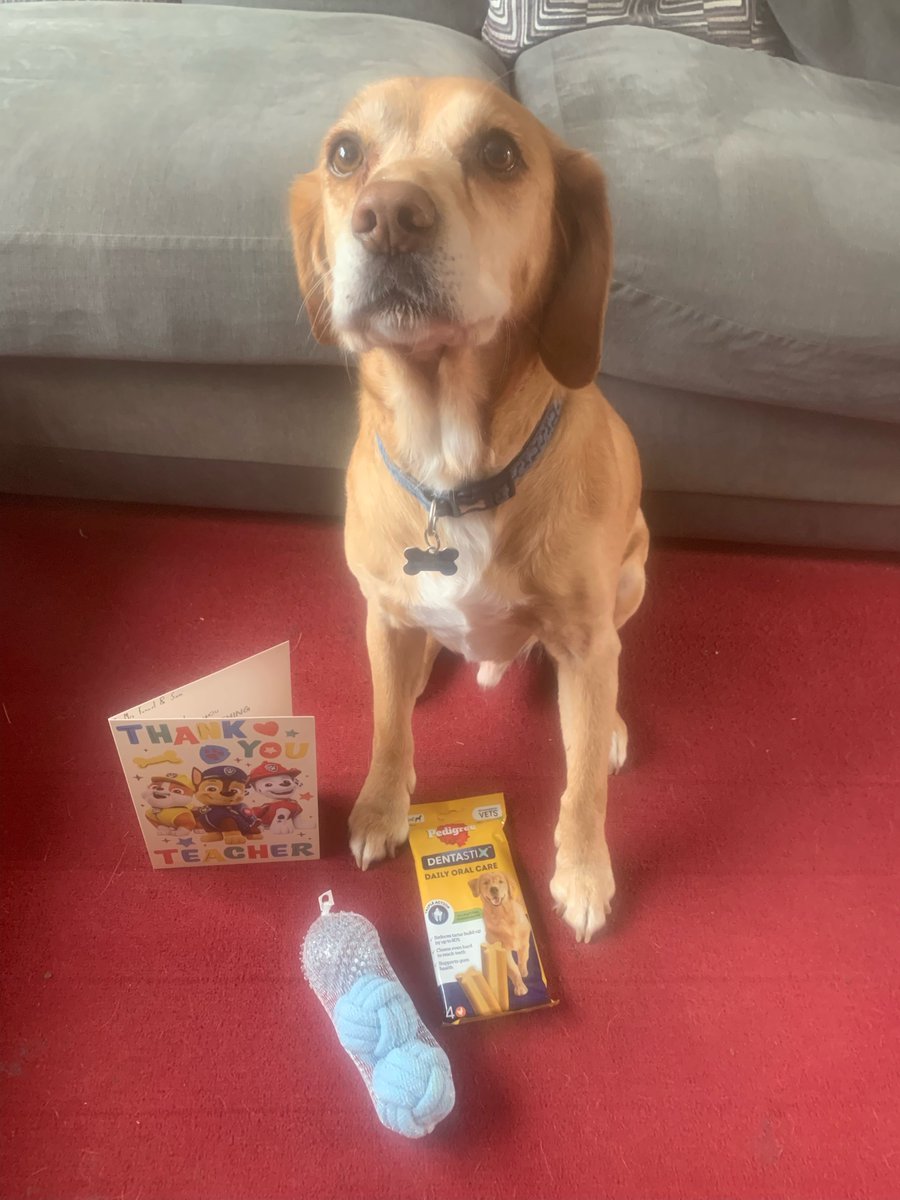 I just love being a part of the amazing team at Osborne and I can not wait to carry on next year. Thank you so much for my end of year gifts, hugs and cards. I love working with all of you, staff included. Hoping I get to meet my friend Mr Gill again next year. Sam X 🐾 🐶