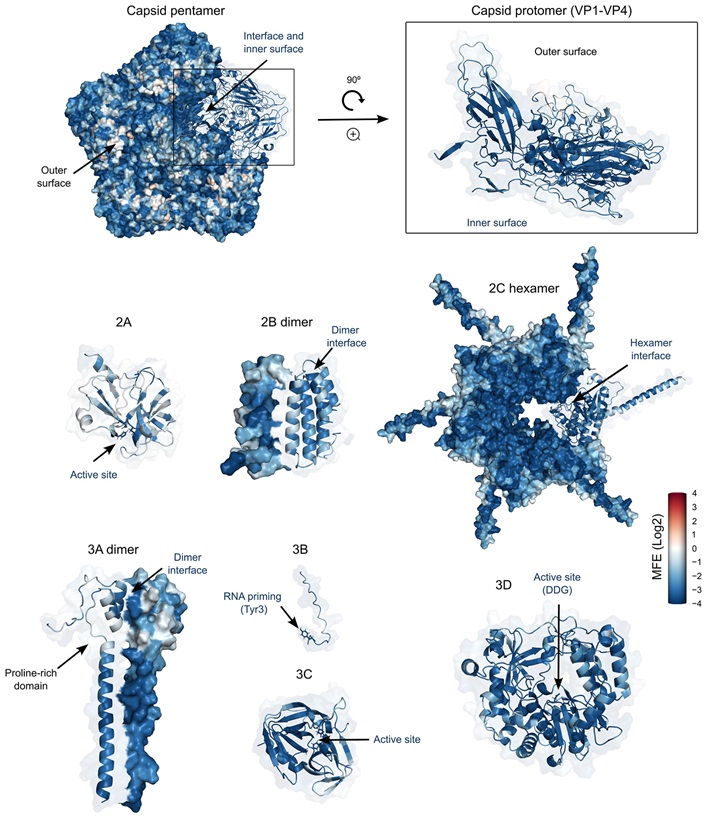 PLOSBiology's tweet image. #RNAviruses mutate rapidly, but natural selection concentrates this variability. @bealro @RonGellerLab &amp;amp;co measure effects of &amp;gt;40,000 mutations across the #coxsackievirus B3 proteome, revealing significant variation within &amp;amp; between proteins #PLOSBiology plos.io/3W9SR23