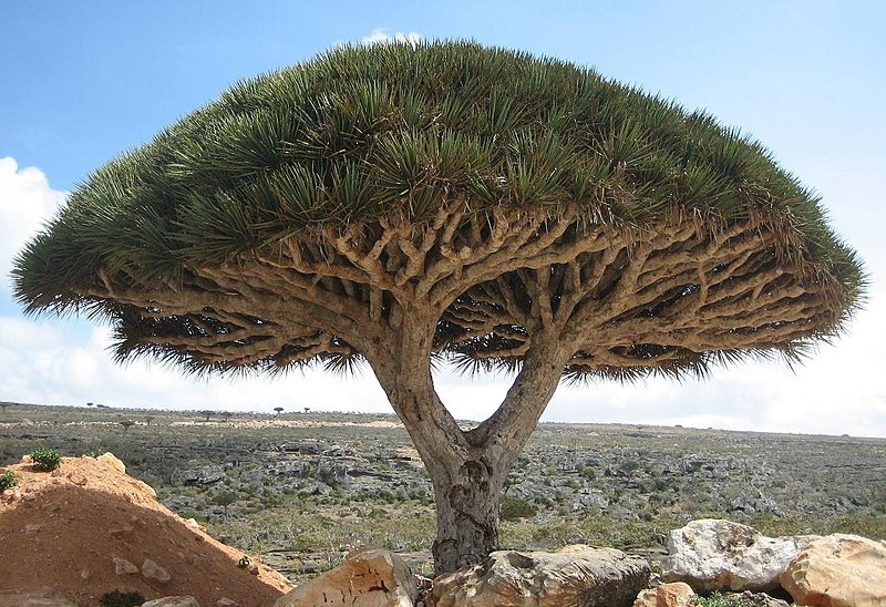 MarGomezH's tweet photo. Socotra, en Yemen, es conocida como la "Galápagos del Océano Índico" debido a sus especies únicas de flora y fauna, ¡incluyendo el extraño árbol de sangre de dragón! https://t.co/lqIRP16Ekc