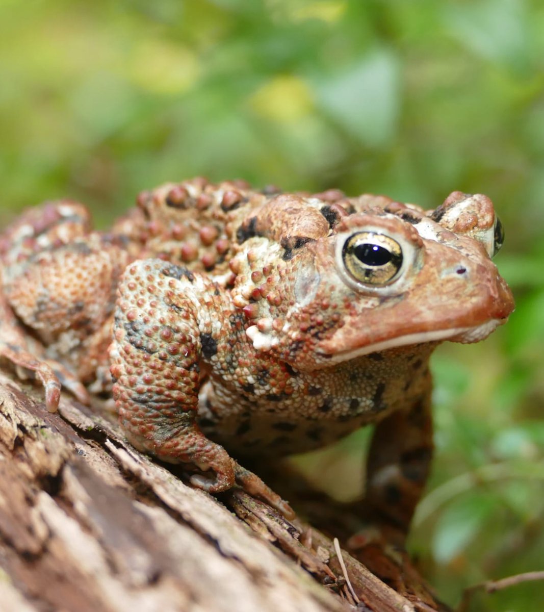 Canadá ofrece paisajes espectaculares en un ecosistema repleto de bosques alpinos, tundras y taiga. Nuestros viajeros siguen los pasos de Jacques Cartier por el río San Lorenzo. 🇨🇦